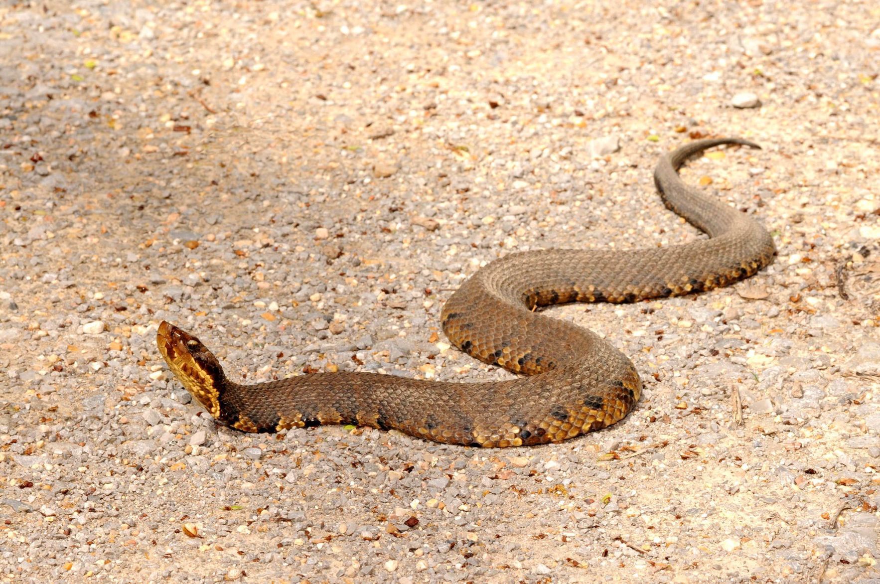 venomous snakes